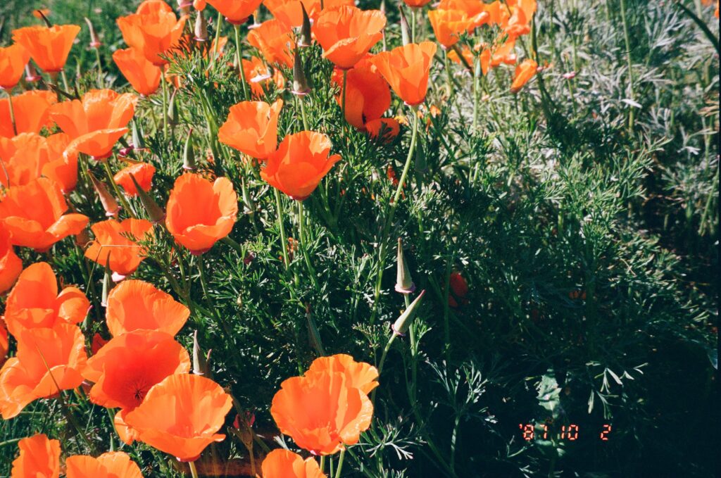 California Poppies