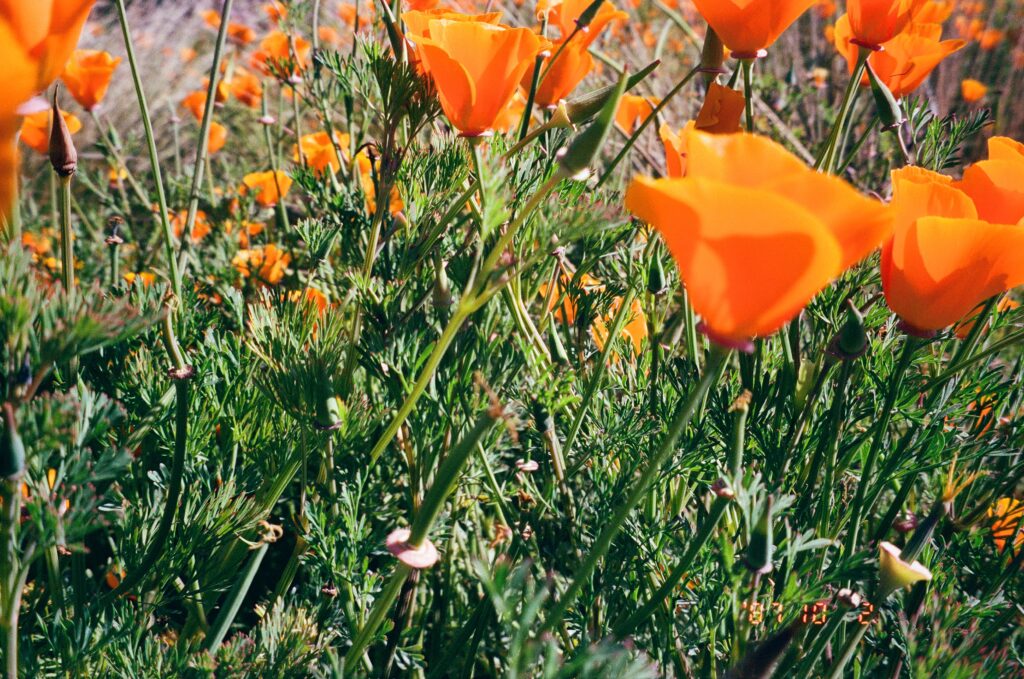 california poppies film photo