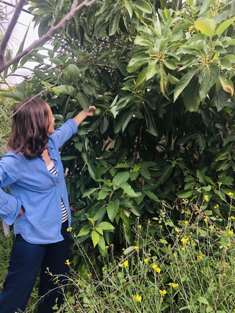 Arta and her avocados